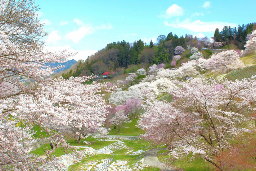 ソメイヨシノ、オオヤマザクラ、神代曙、彼岸桜、枝垂桜、八重桜などさまざまな桜を楽しめます。