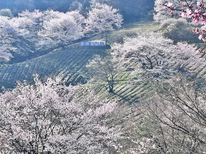 陸郷地区は、小鳥が実をついばんで増えた山桜が多く自生しています。